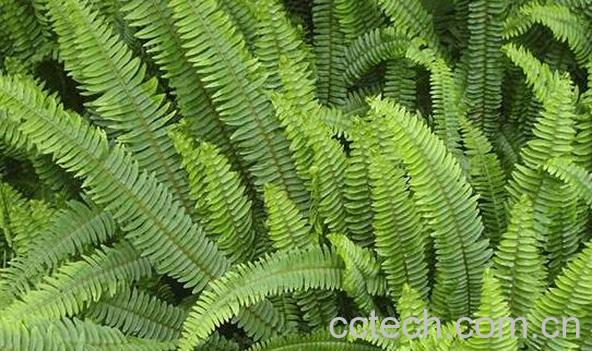 细叶蜈蚣草的功效与作用 细叶蜈蚣草的药用价值-0