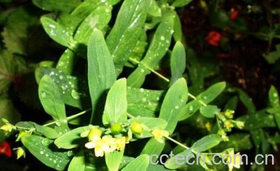 排草的功效与作用 排草的禁忌-1