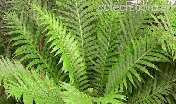 细叶蜈蚣草的功效与作用 细叶蜈蚣草的药用价值-1