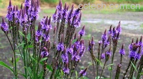 马鞭草的功效与作用 马鞭草的药用价值-0