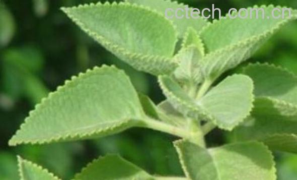 中药牛尾蕨的功效与作用 牛尾蕨的禁忌-0