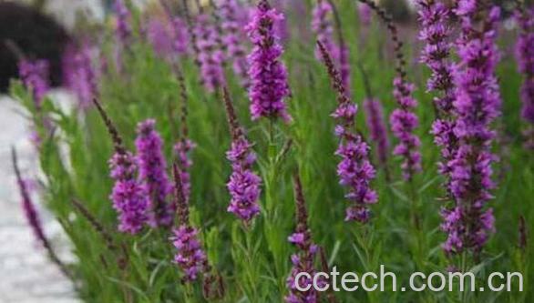 马鞭草的功效与作用 马鞭草的药用价值-1