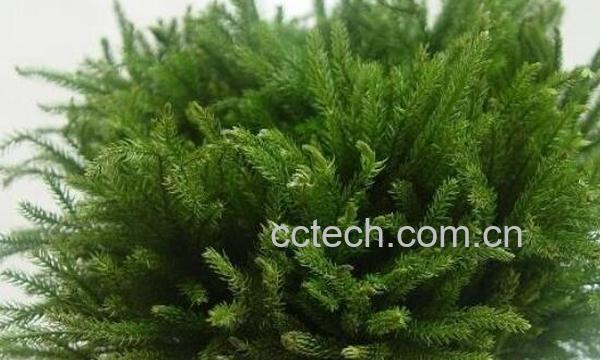 蛇足石松的功效与作用 蛇足石松的药用价值-0