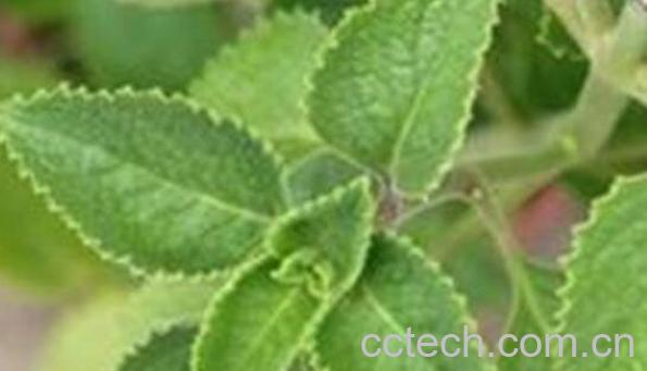 中药牛尾蕨的功效与作用 牛尾蕨的禁忌-1