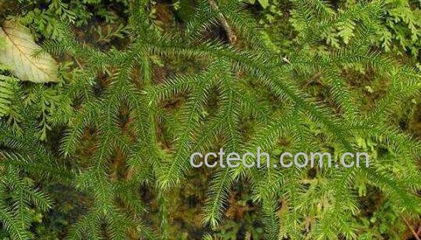 蛇足石松的功效与作用 蛇足石松的药用价值-1