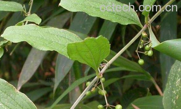 牛尾草的功效与作用 牛尾草的药用价值-0