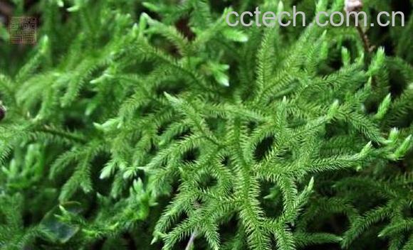 垂穗石松的功效与作用 垂穗石松的副作用-1