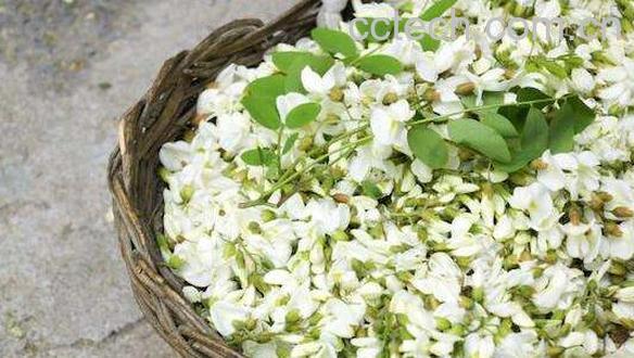 刺槐花的功效与作用 刺槐花的药用价值与禁忌-0