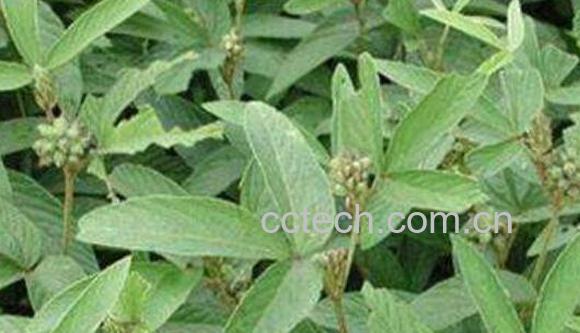 牛尾草的功效与作用 牛尾草的药用价值-1