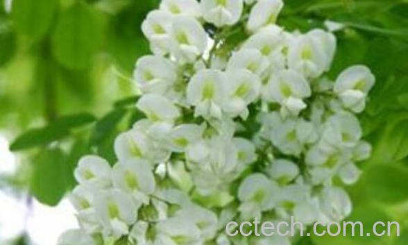 刺槐花的功效与作用 刺槐花的药用价值与禁忌-1