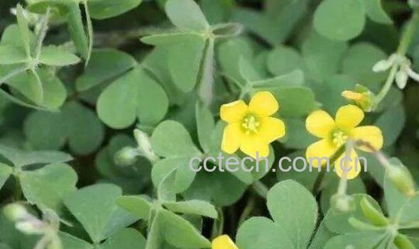 一叶草的功效与作用 一叶草的副作用-0