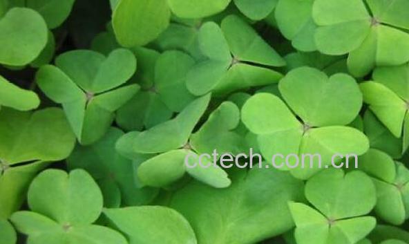 一叶草的功效与作用 一叶草的副作用-1