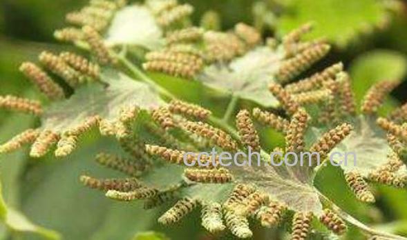 海金沙草的功效与作用 海金沙草的副作用-0