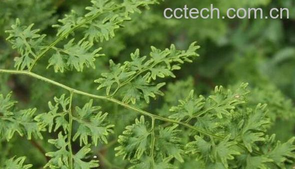 海金沙草的功效与作用 海金沙草的副作用-1