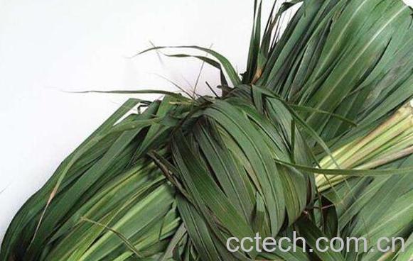 香茅草泡澡的功效与作用 香茅草泡脚有什么好处-0