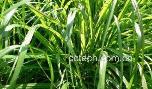 香茅草泡澡的功效与作用 香茅草泡脚有什么好处-1