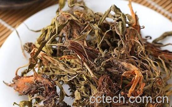 甘松的功效与作用 甘松的药用价值-1