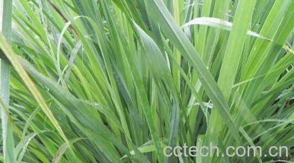 柠檬草的功效与作用 柠檬草的药用价值-1