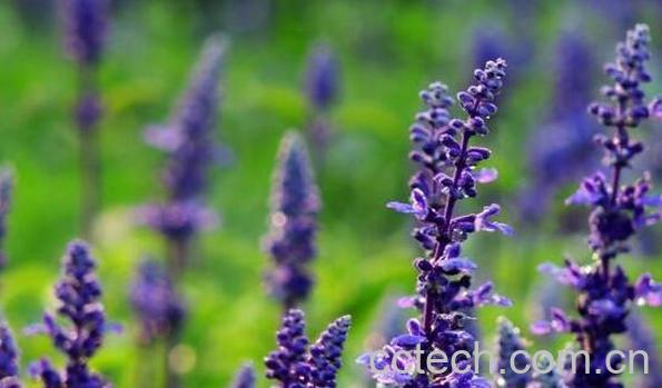 鼠尾草的功效与作用 鼠尾草的药用价值-1