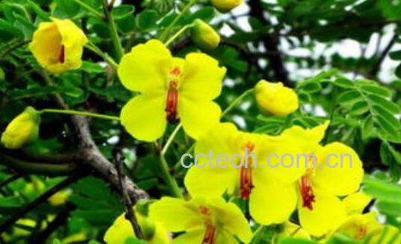 云实的功效与作用 云实的药用价值-1