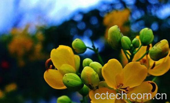 云实的功效与作用 云实的药用价值-0