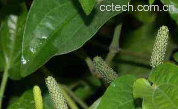 荜茇的功效与作用 荜茇的药用价值-1