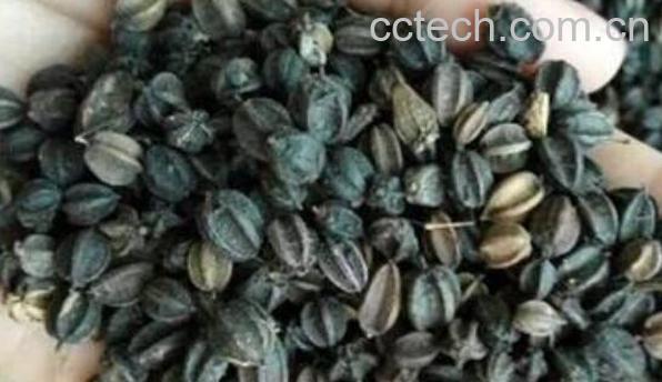 刺五加籽泡水喝的功效 刺五加籽的禁忌-0