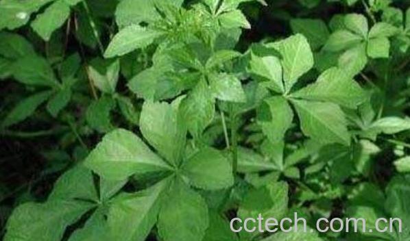 刺五加的功效与作用 刺五加副作用-0