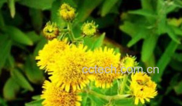 黄花郎的功效与作用及药用价值-0