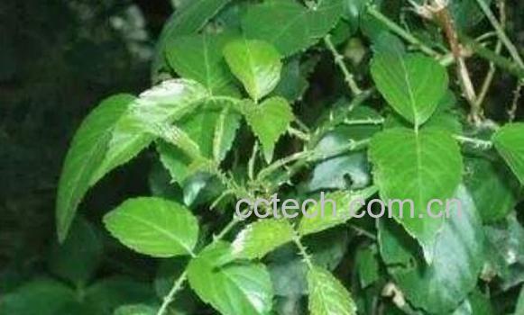 三加皮的食用方法 三加皮泡水喝的作用-1