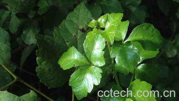 三加皮的食用方法 三加皮泡水喝的作用-0