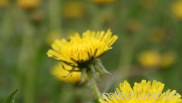 黄花郎的功效与作用及药用价值-1