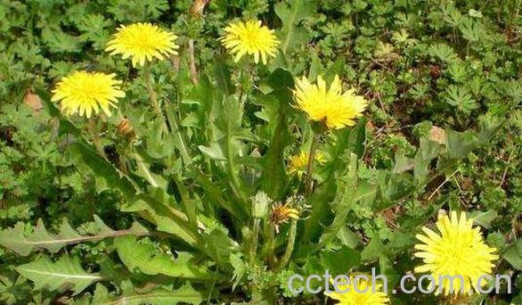 黄花郎和蒲公英的区别 黄花郎的功效与作用-1