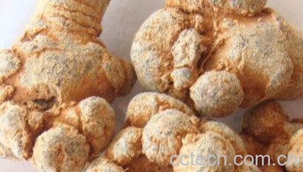 雪三七和三七的差别-1