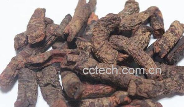 血三七的功效与作用 血三七的药用价值-0