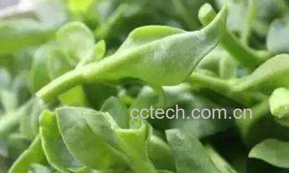 三七叶的功效与作用 吃三七叶的好处-0