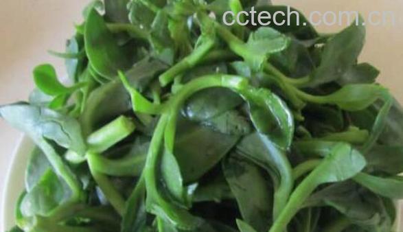 三七叶怎么吃 三七叶的吃法-1