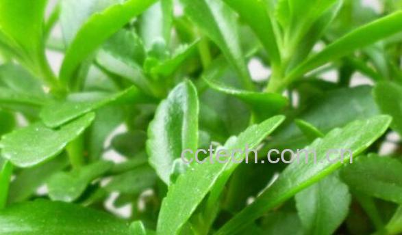 景天三七的功效与作用及药用价值-0