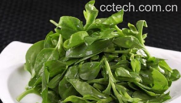 三七叶的功效与作用 吃三七叶的好处-1