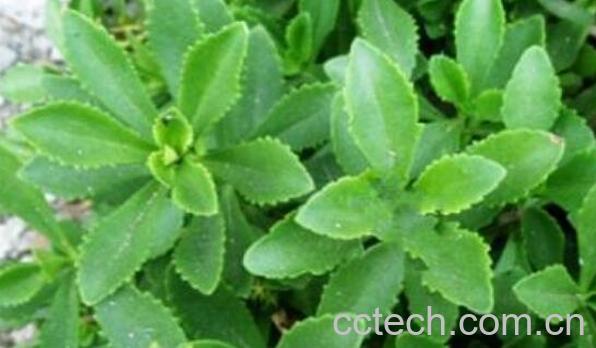 景天三七的功效与作用及药用价值-1