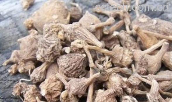 野三七的功效与作用 野三七的药用价值-1