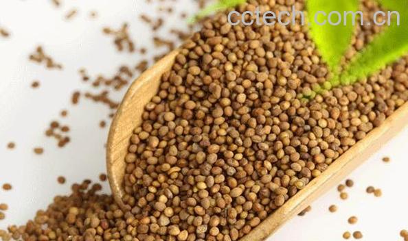 菟丝子的功效与作用 菟丝子的副作用-1