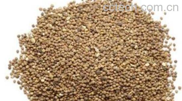 |丝子如何泡水 菟丝子泡水喝的功效-1