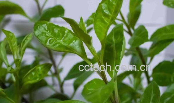 菊三七的功效与作用 菊三七的药用价值-1