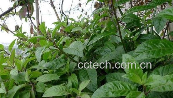 菊三七的功效与作用 菊三七的药用价值-0