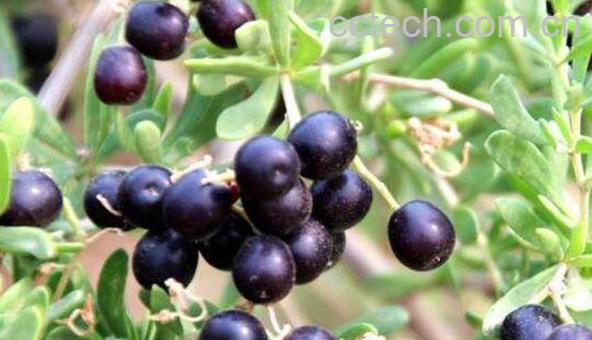 黑五味子的功效与作用-1