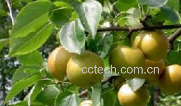 沙梨叶的功效与作用-0