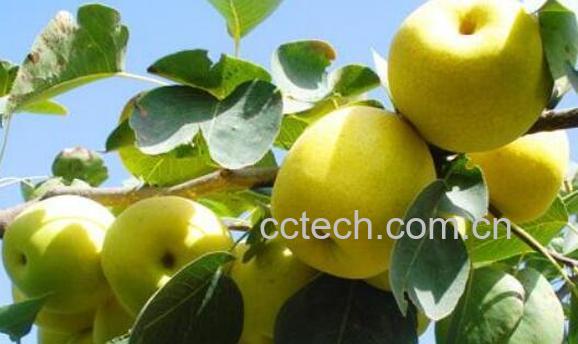 沙梨叶的功效与作用-1