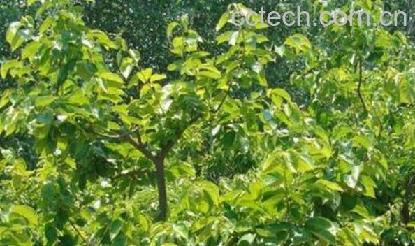 梨树叶的功效和作用-0
