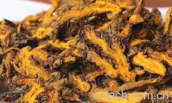 石黄连的功效与作用及药用价值-0